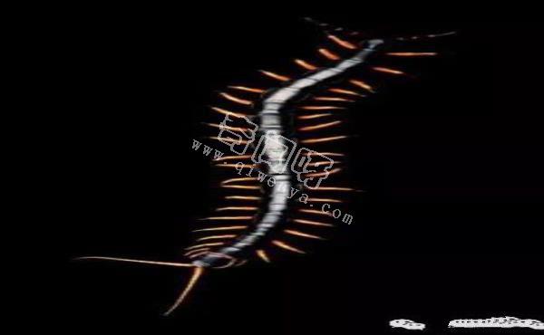 殺手的演化:蜘蛛毒液從何而來?