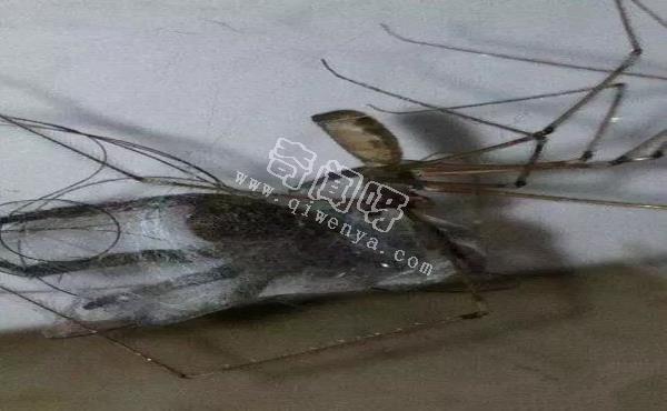 15張照片證明蜘蛛才是地球上最恐怖的生物