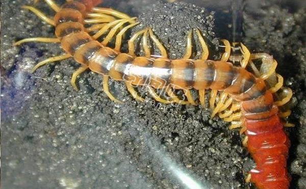 殺手的演化:蜘蛛毒液從何而來?