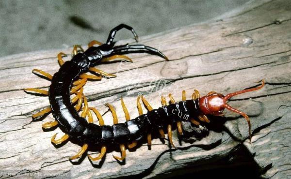 殺手的演化:蜘蛛毒液從何而來?