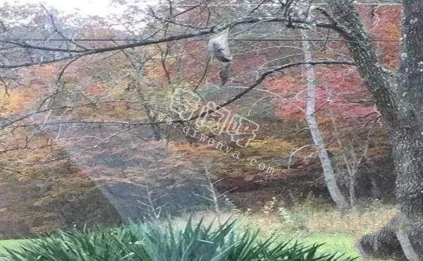 15張照片證明蜘蛛才是地球上最恐怖的生物