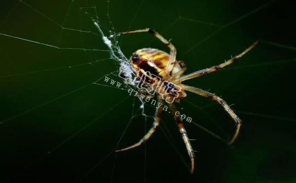 殺手的演化:蜘蛛毒液從何而來?