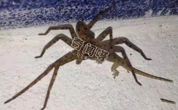 15張照片證明蜘蛛才是地球上最恐怖的生物