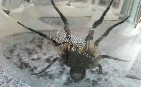 15張照片證明蜘蛛才是地球上最恐怖的生物