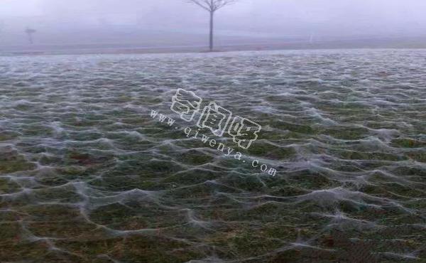 15張照片證明蜘蛛才是地球上最恐怖的生物