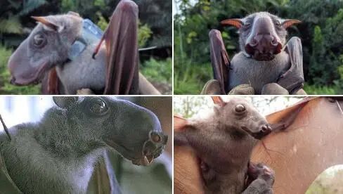 長得像麋鹿的特殊蝙蝠成網紅了，“可愛正臉”公開萌翻眾人