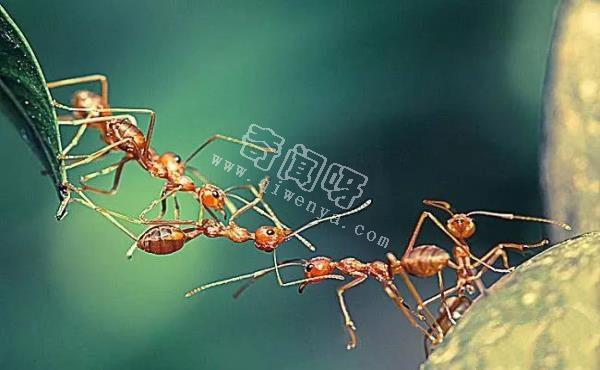 螞蟻進入“奴隸制”，將是地球上最強大的物種