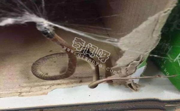 15張照片證明蜘蛛才是地球上最恐怖的生物