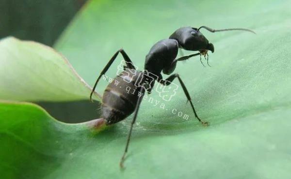 螞蟻進入“奴隸制”，將是地球上最強大的物種