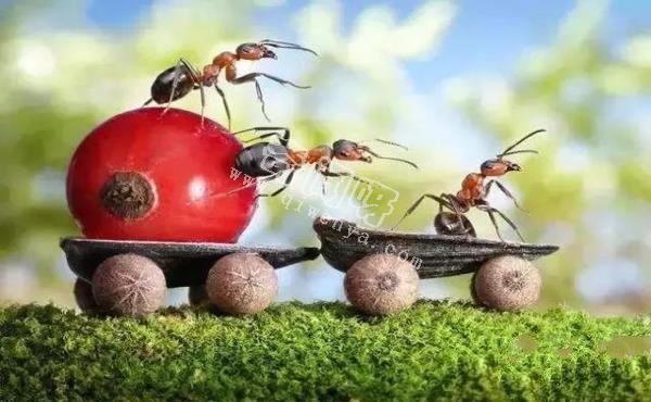 螞蟻進入“奴隸制”，將是地球上最強大的物種
