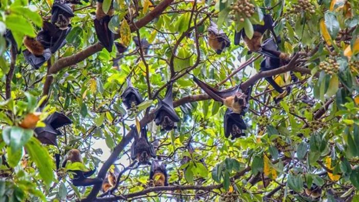 印度500只蝙蝠集體暴斃，專家找出“致命原因”人類(lèi)也恐遭殃