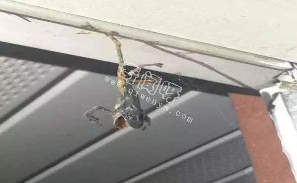 15張照片證明蜘蛛才是地球上最恐怖的生物