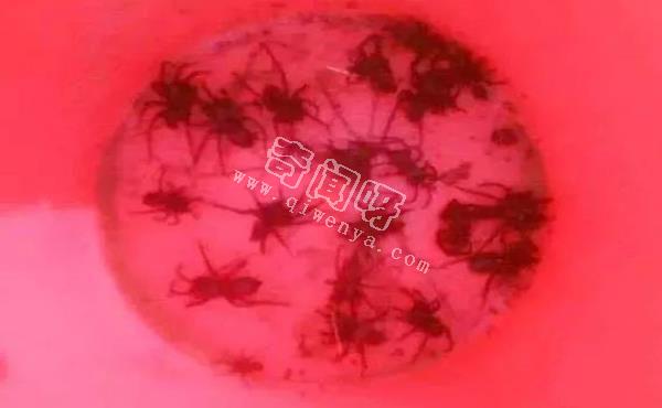 15張照片證明蜘蛛才是地球上最恐怖的生物