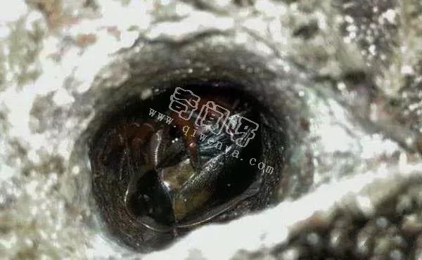 15張照片證明蜘蛛才是地球上最恐怖的生物