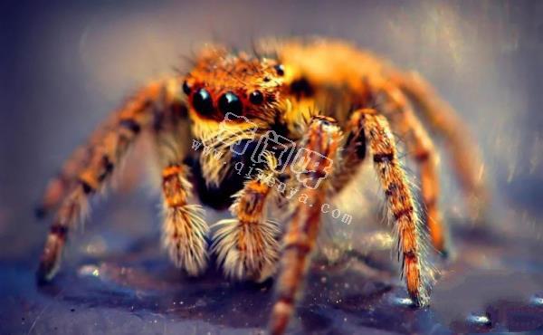 殺手的演化:蜘蛛毒液從何而來?