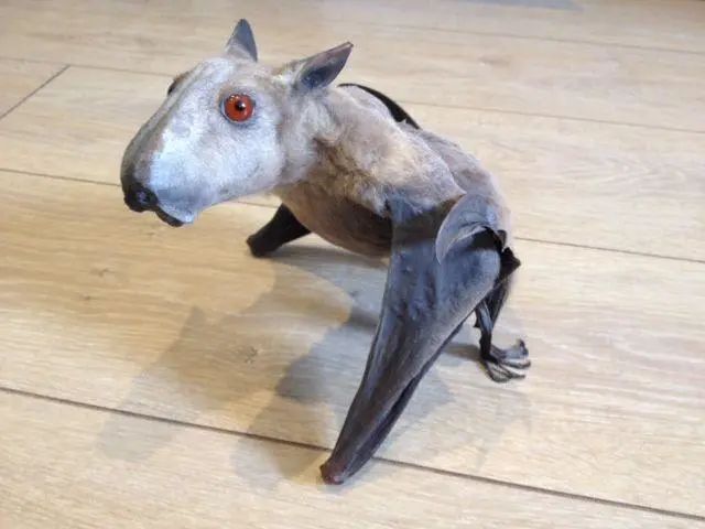 長得像麋鹿的特殊蝙蝠成網紅了，“可愛正臉”公開萌翻眾人