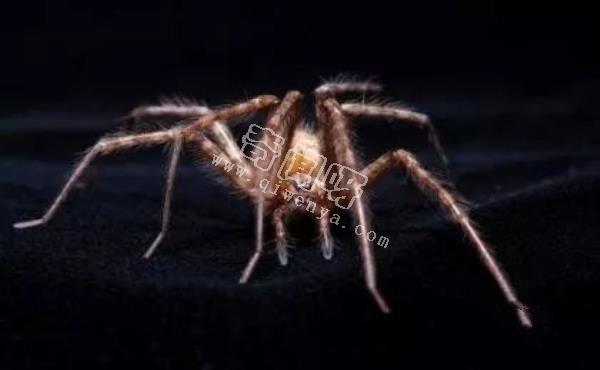 殺手的演化:蜘蛛毒液從何而來?