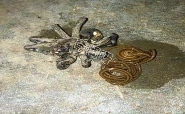 15張照片證明蜘蛛才是地球上最恐怖的生物