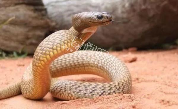 世界上最毒的蛇,內陸太攀蛇秒殺眼鏡王蛇