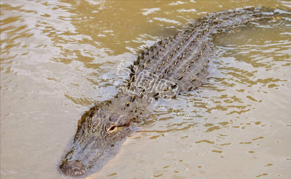 世上咬合力最強的十種動物,獅子老虎墊底