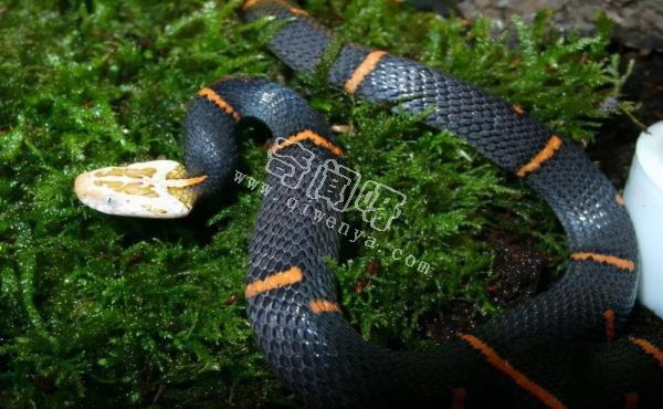 農村的“土呆子”卻是“傷人之王”,蝰蛇科的毒蛇到底有多可怕?