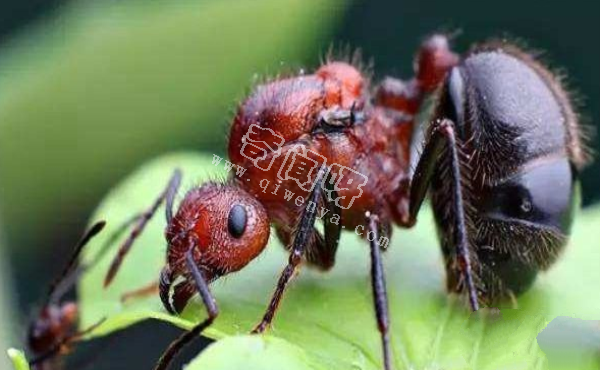 中國十大毒蜘蛛,第一名毒性超過響尾蛇(黑寡婦)