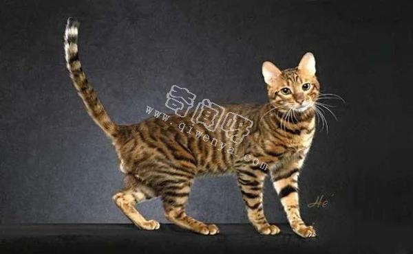 人類培育出來的10種“奇怪”的雜交動物!