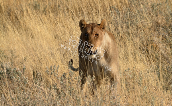 世上咬合力最強的十種動物,獅子老虎墊底