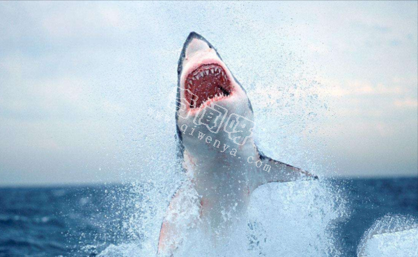 世上咬合力最強的十種動物,獅子老虎墊底