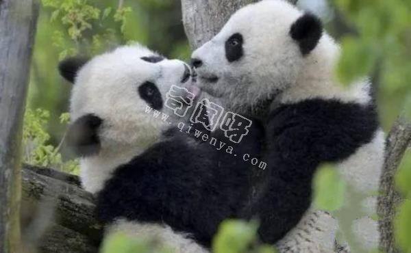 大熊貓是如何求偶的?沒點實力找不到“老婆”,場面異常激烈