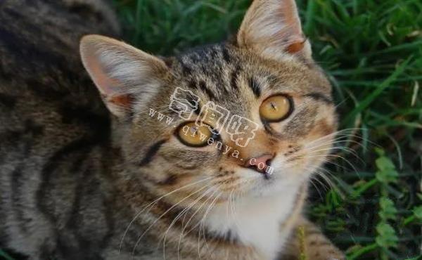 人類培育出來的10種“奇怪”的雜交動物!