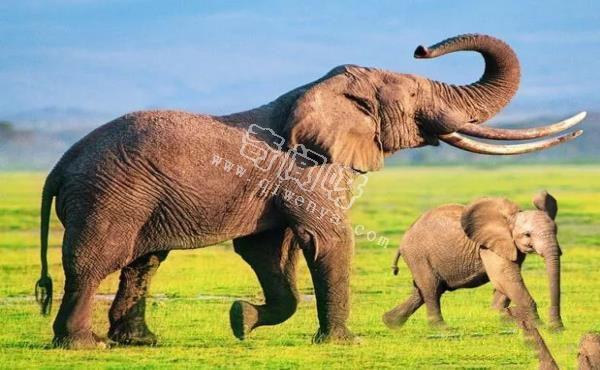 地表最強壯的十大動物 老虎獅子僅排第二第三