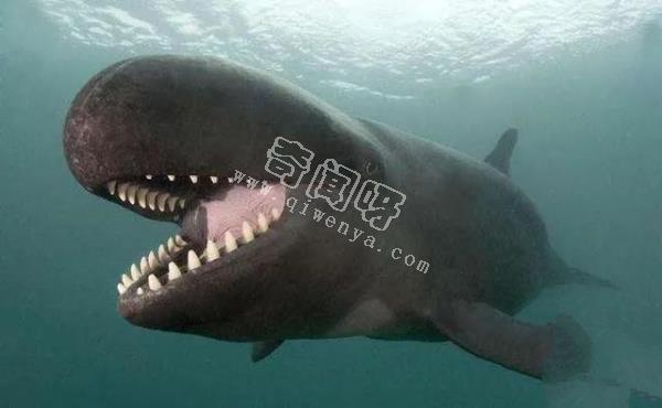 人類培育出來的10種“奇怪”的雜交動物!