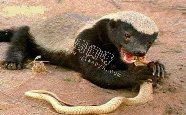 世界上最毒的蛇,內陸太攀蛇秒殺眼鏡王蛇