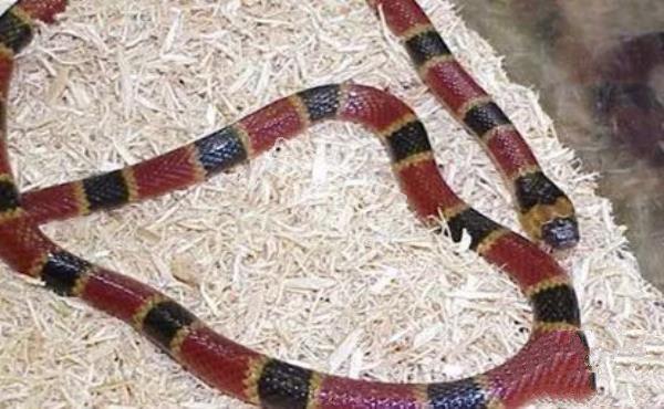 環(huán)箍蛇自食其尾,為什么自己吃自己?