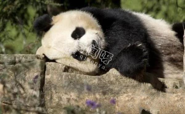 大熊貓是如何求偶的?沒點實力找不到“老婆”,場面異常激烈