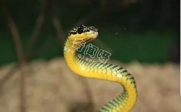 環(huán)箍蛇自食其尾,為什么自己吃自己?