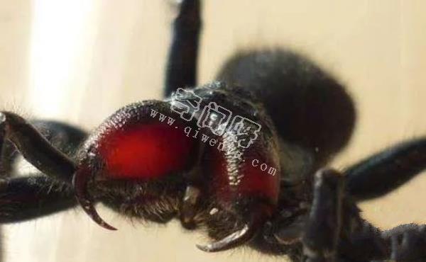 中國十大毒蜘蛛,第一名毒性超過響尾蛇(黑寡婦)