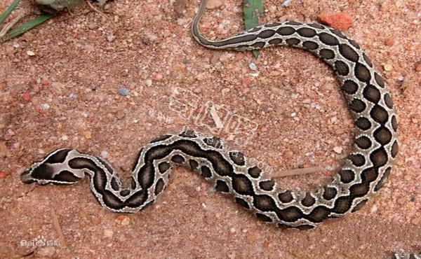 農村的“土呆子”卻是“傷人之王”,蝰蛇科的毒蛇到底有多可怕?