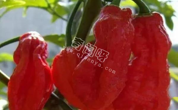 娜迦毒蛇,不是蛇而是世界上最辣的辣椒 被用到軍事領域