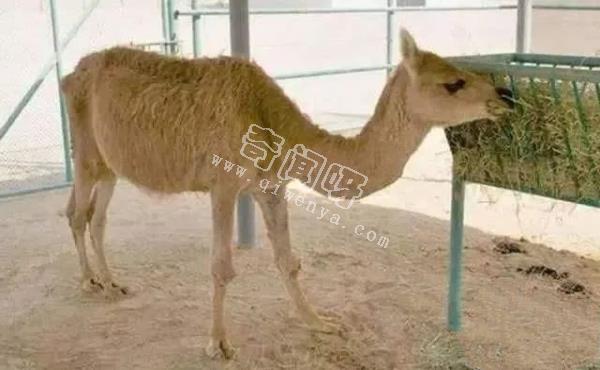 人類培育出來的10種“奇怪”的雜交動物!