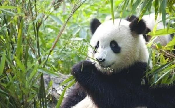 大熊貓是如何求偶的?沒點實力找不到“老婆”,場面異常激烈