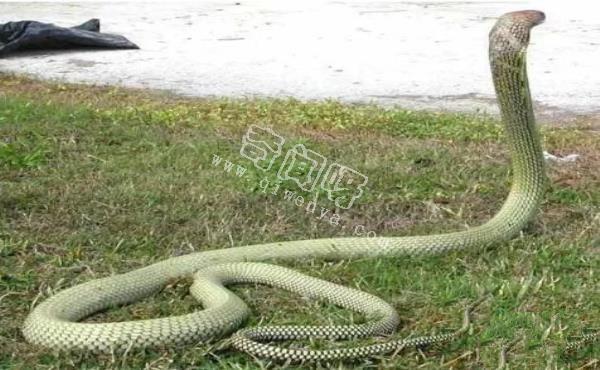 世界上最毒的蛇,內陸太攀蛇秒殺眼鏡王蛇