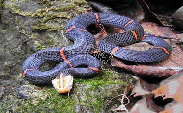 農村的“土呆子”卻是“傷人之王”,蝰蛇科的毒蛇到底有多可怕?