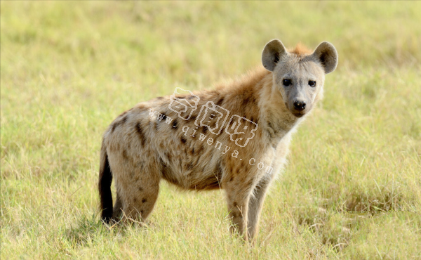 世上咬合力最強的十種動物,獅子老虎墊底