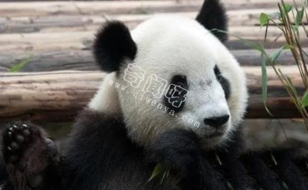 大熊貓是如何求偶的?沒點實力找不到“老婆”,場面異常激烈