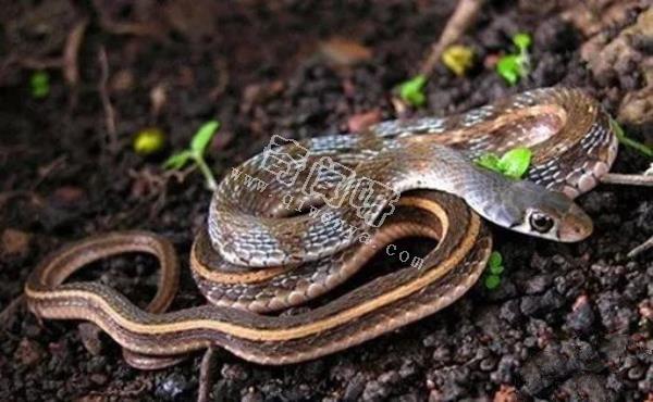 環(huán)箍蛇自食其尾,為什么自己吃自己?