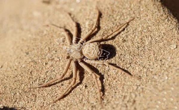 中國十大毒蜘蛛,第一名毒性超過響尾蛇(黑寡婦)