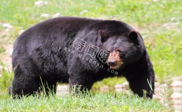 地表最強壯的十大動物 老虎獅子僅排第二第三