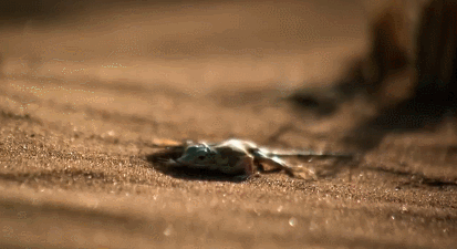 農村的“土呆子”卻是“傷人之王”,蝰蛇科的毒蛇到底有多可怕?